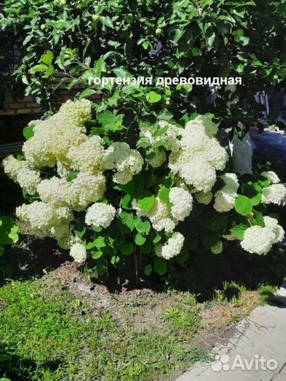 Цветы многолетник лилия смолка гортензия