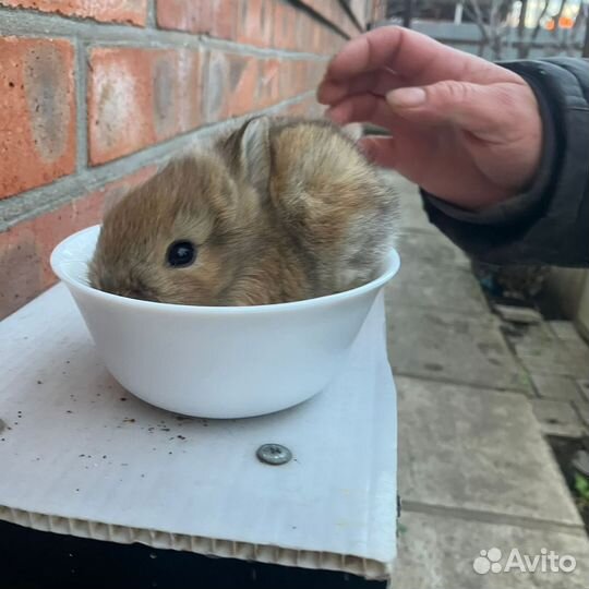 Карликовый кролик