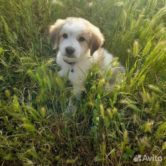 Собаки бесплатно в добрые руки щенки