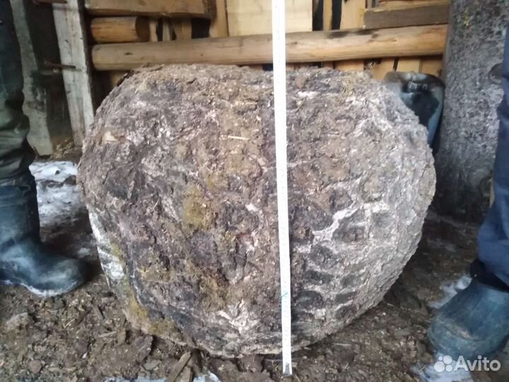 Кап берёзовый