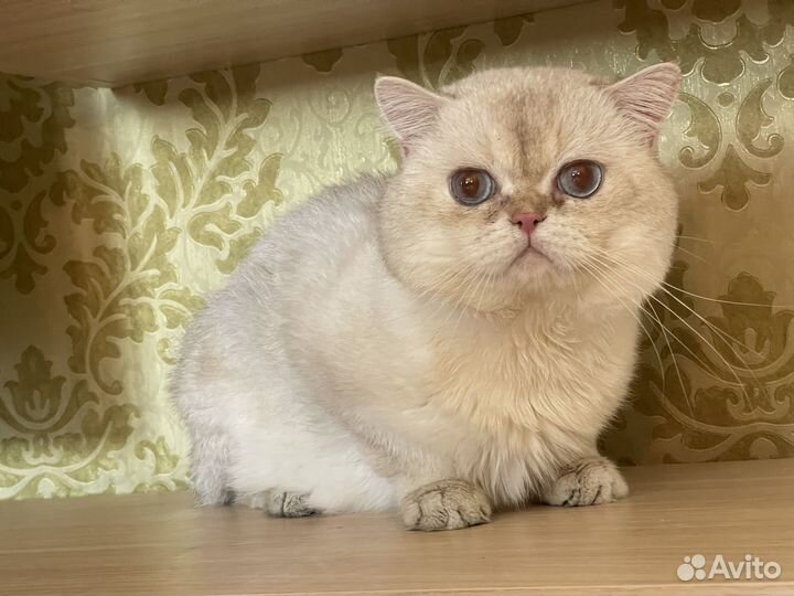 Британский котик