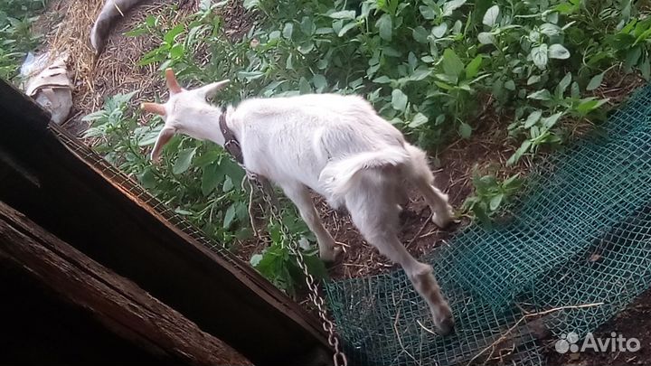 Козел зааненский