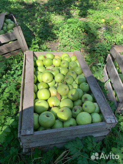 Яблоки Рутульские