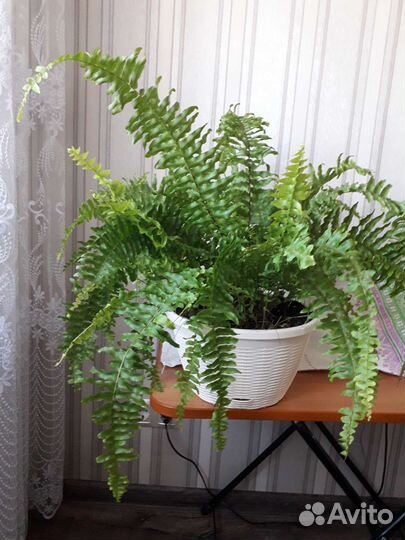 Кислица оксалис. Бегония