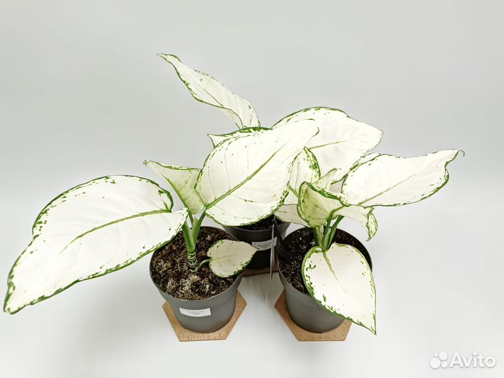 Аглонема White Joy