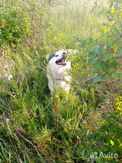 Сибирский хаски в добрые руки