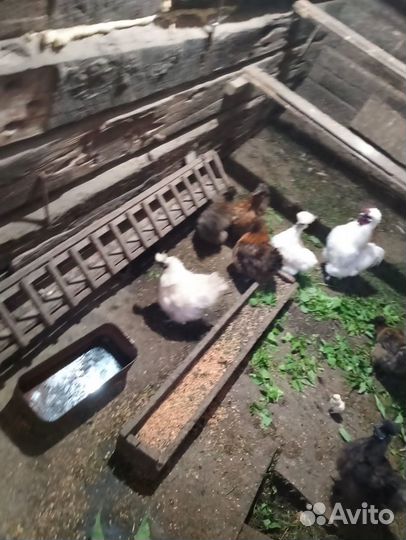 Китайские пуховые куры