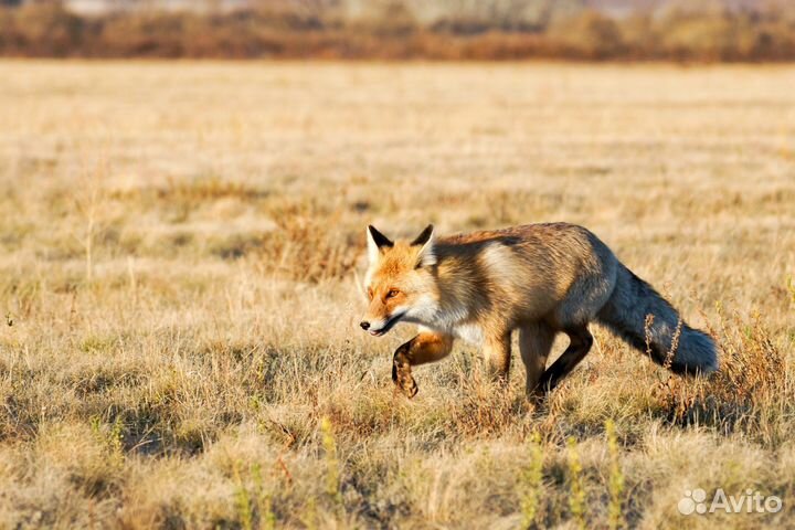 Хребет карамурун-тау - спящий дракон оренбуржья