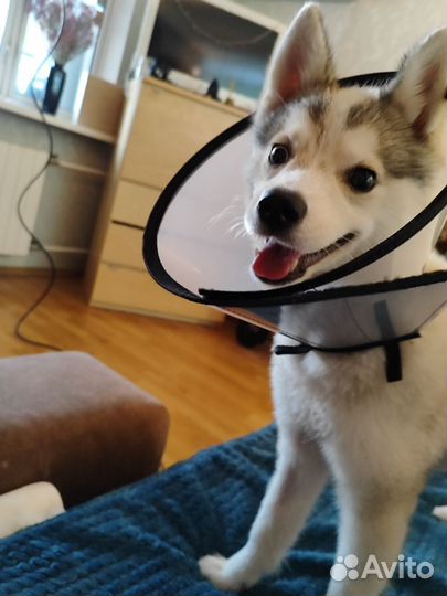 Передержка собак в домашних условиях