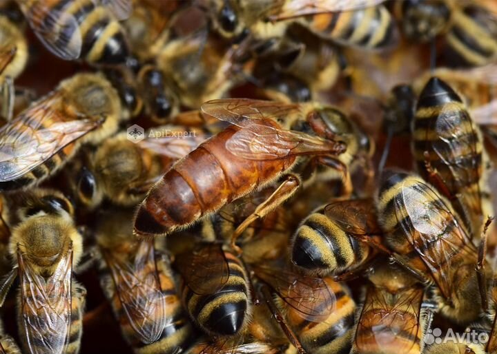 Матки бакфаст