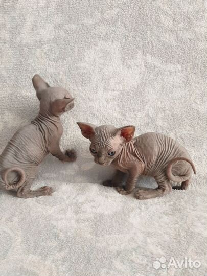 Канадский сфинкс