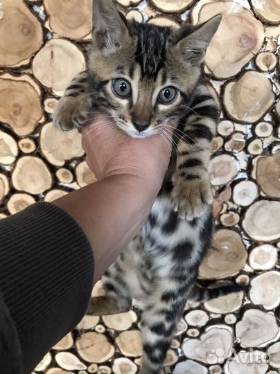 Бенгальские котята