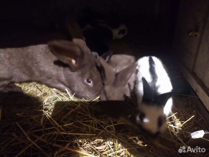 Крольчата от производителей великанов