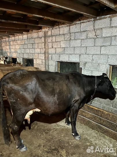 Коровы дойные