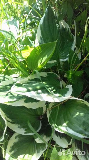 Хоста, бадан