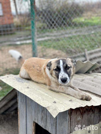 Отдам в добрые