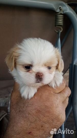 Щенки японский хин