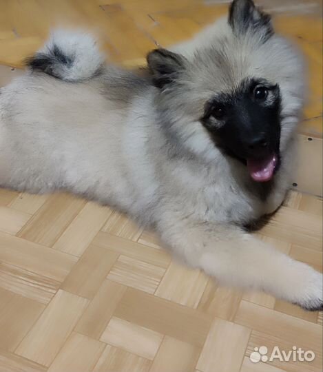 Щенок мальчик