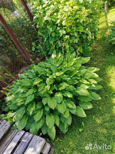 Хоста большая