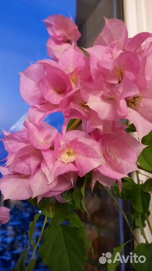 Бугенвиллия