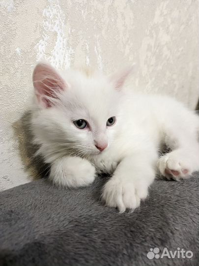 Отдам кота в добрые руки котенка