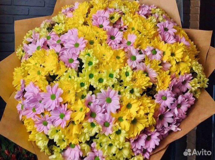 Хризантема