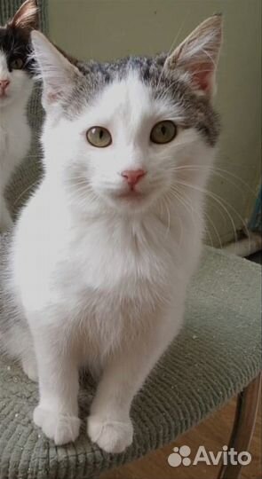 Котенок Плюшка (девочка)