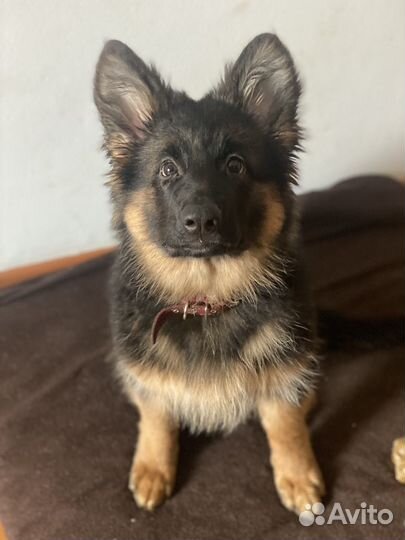 Щенок немецкой овчарки