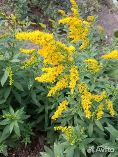 Золотарник