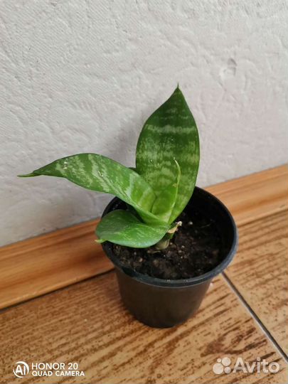 Сансевиерия ханни обмен