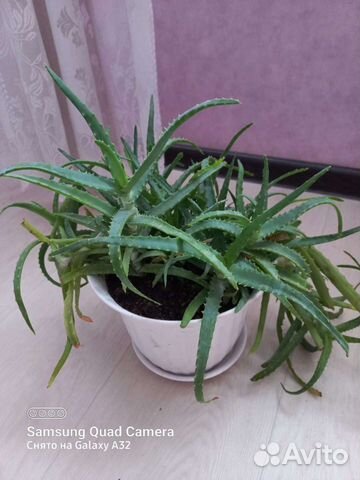 Продам цветы комнатные