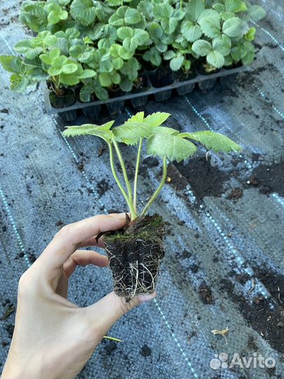 Рассада клубники