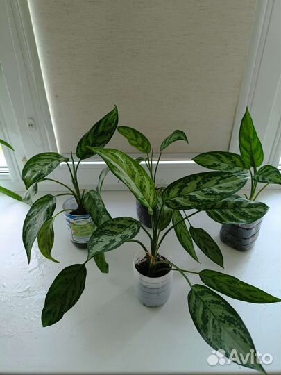 Аглаонема Плекрантус(мята) Псевдоэрантемум Авокадо