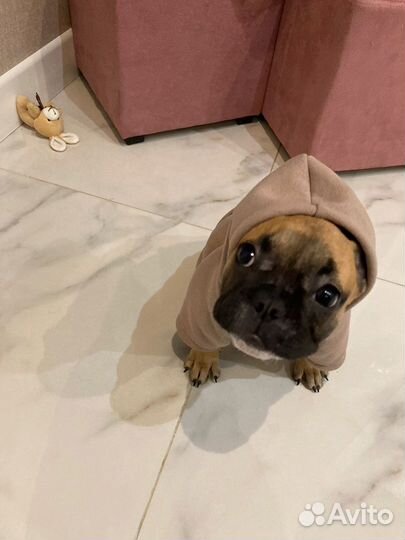 Толстовка для собак