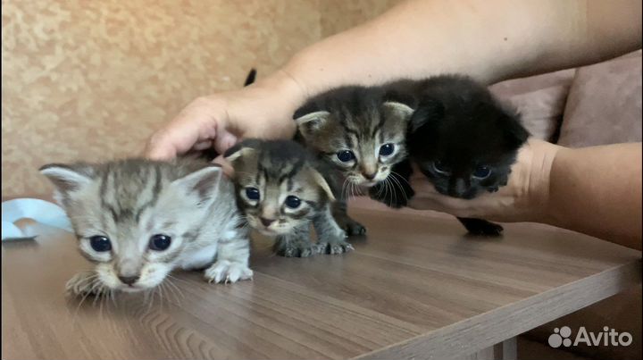 Шотландские котята