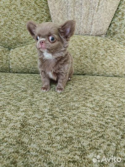 Куклята чишки - веселые ребята