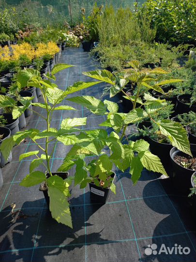 Малиновое дерево Сказка Таруса