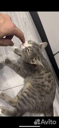 Кошечка в добрые руки
