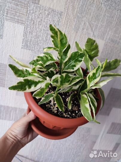 Педилантус вариегатный