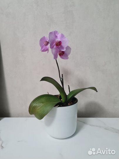 Орхидея фаленопсис