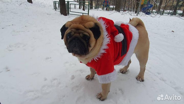 Мопс для вязки