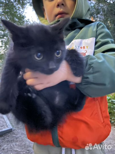 Котенок в дар бесплатно