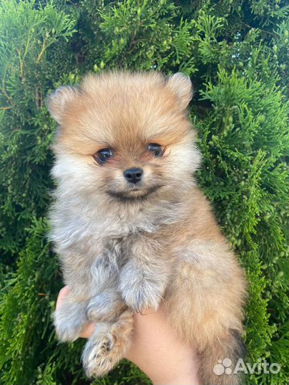 Померанский шпиц