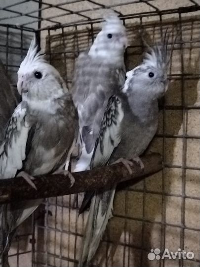 Попугай корелла