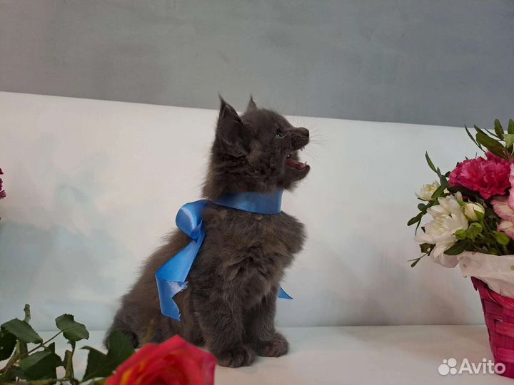 Котята мейн-кун