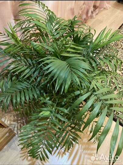 Пальма хамедорея домашняя