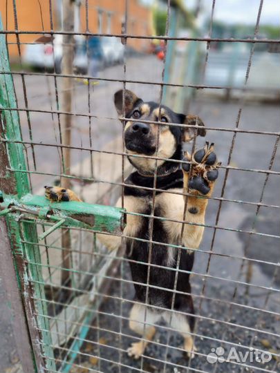Собаки бесплатно