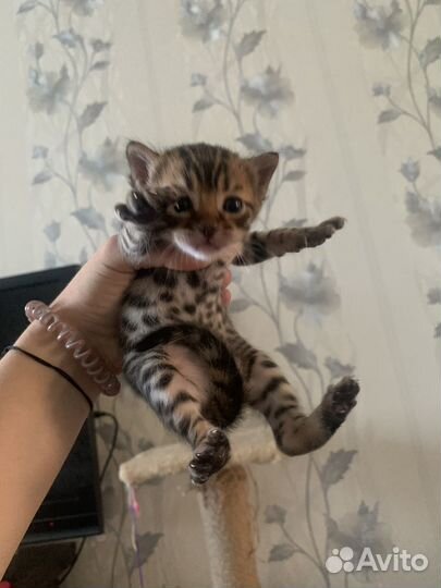 Бенгальская