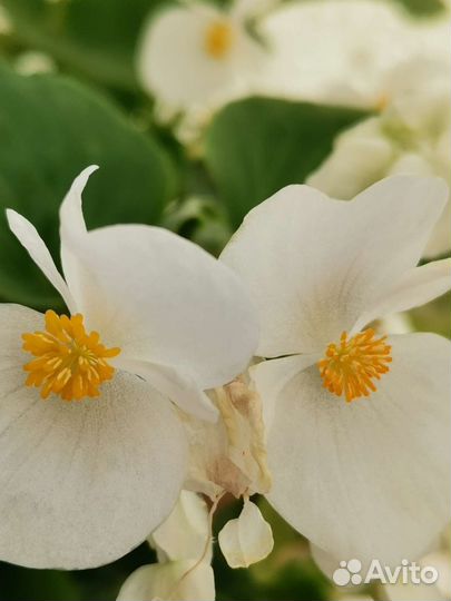 Бегония белая с бесплатной доставкой
