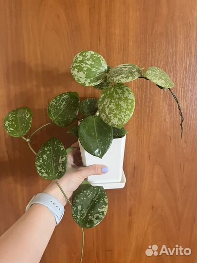 Хойя Акута EPC-997; Х. Матильда сплэш; Х. Женева